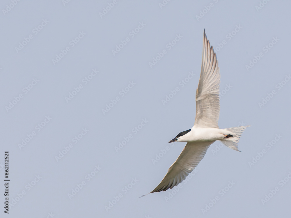 Fototapeta premium Gull-billed tern, Gelochelidon nilotica affinis