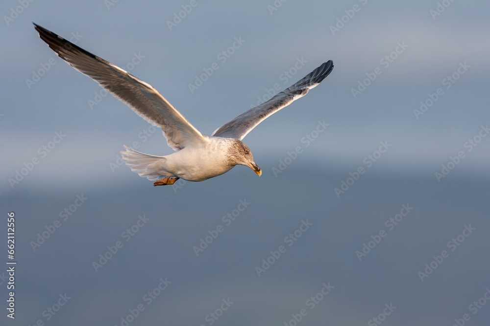 Atlantic Yellow-legged Gull, Larus michahellis atlantis Atlantic Yellow-legged Gull, Larus michahellis atlantis