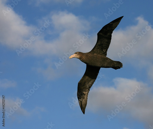 Southern Giant Petrel  Macronectes giganteus