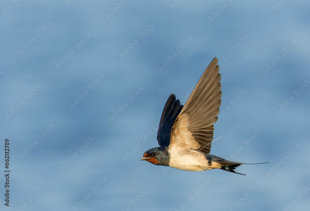 Obraz premium Barn Swallow, Hirundo rustica
