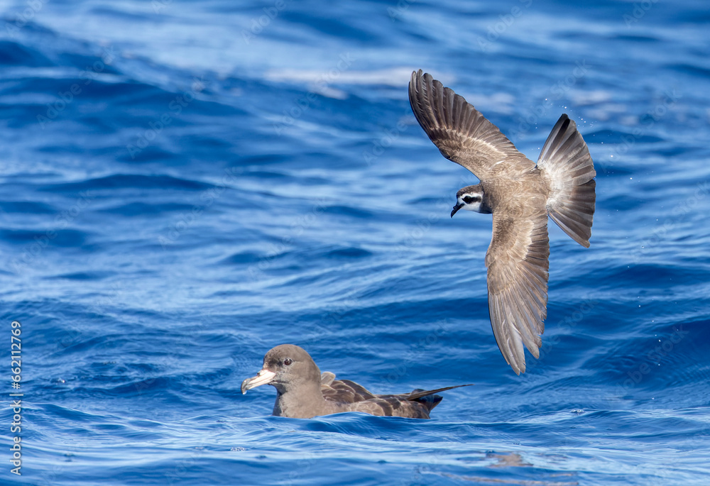 Latham's Storm Petrel, Pelagodroma (marina) maoriana Latham's Storm Petrel, Pelagodroma (marina) maoriana
