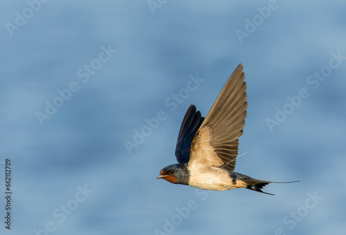 Barn Swallow, Hirundo rustica