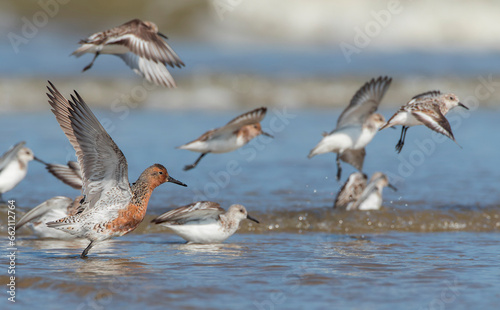 Red Knot, Calidris canutus