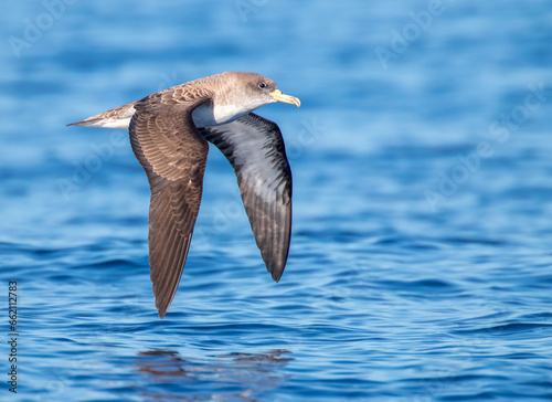 Cory's shearwater, Calonectris borealis photo