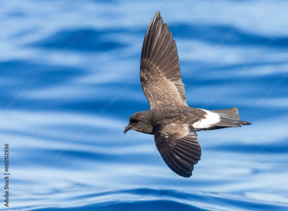 New Zealand Storm Petrel, Fregetta maoriana