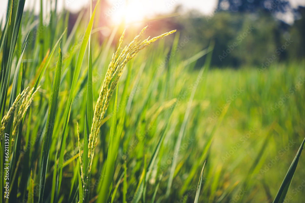 Fototapeta premium The produce before harvesting rice.