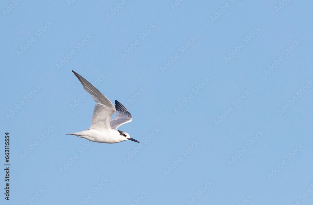 Sandwich Tern, Thalasseus sandvicensis Sandwich Tern, Thalasseus sandvicensis