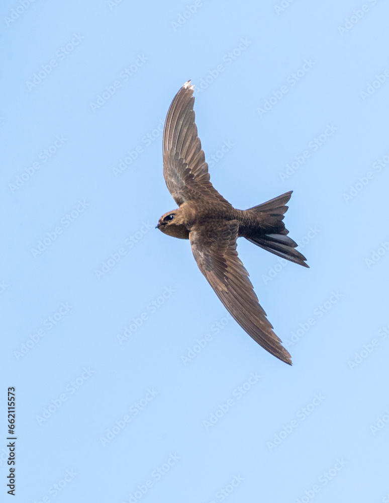 Obraz premium Plain Swift, Apus unicolor