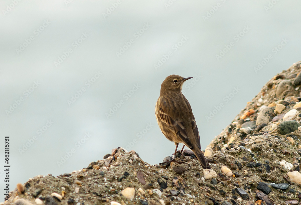 Rock Pipit, Anthus petrosus littoralis Rock Pipit, Anthus petrosus littoralis