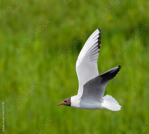 Common Black-headed Gull, Chroicocephalus ridibundus