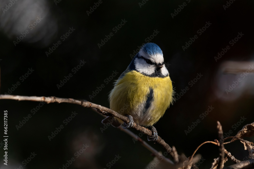 Fototapeta premium Blue tit (Parus caeruleus) resting on tree branch