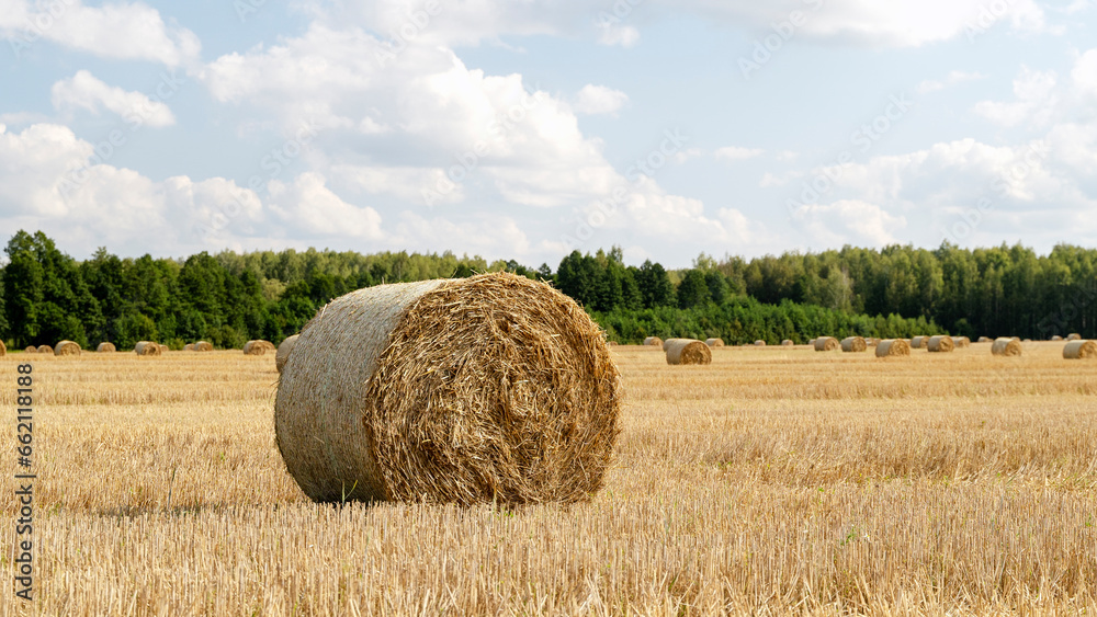 hay circles but the field before harvesting