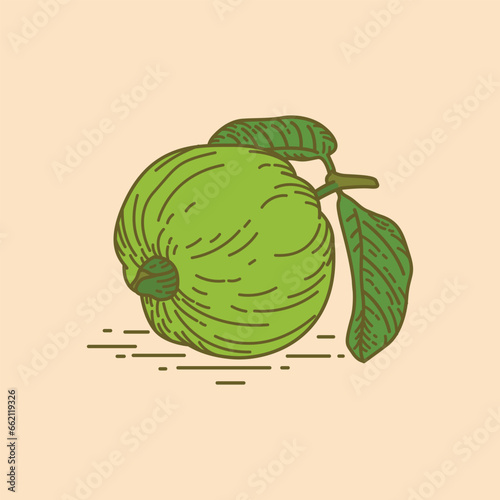 Guava color vector illustration line art icon. Isolated on white background.