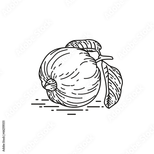 Guava vector illustration line art icon. Isolated on white background.