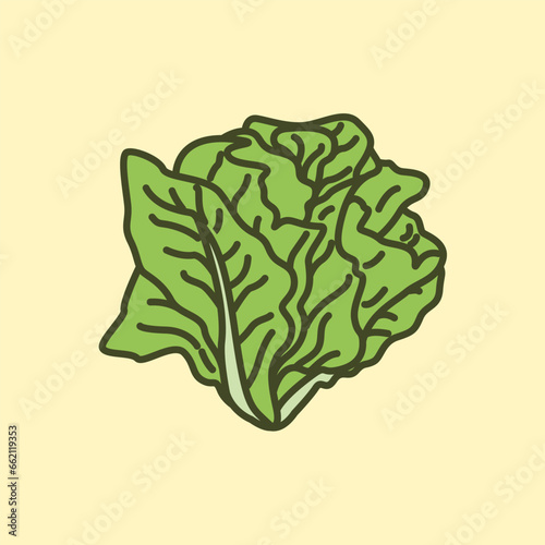 Green cabbage illustration isolated on white background
