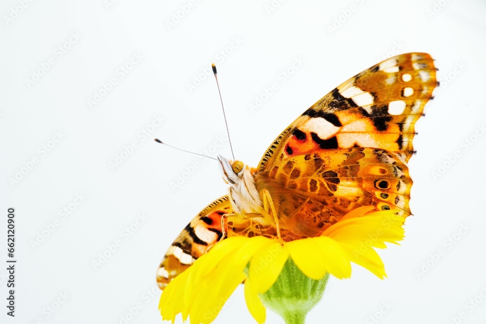 Obraz premium 白バックに黄色のカレンデュラの花に翅を広げて止まるオレンジ色の可愛いヒメアカタテハ蝶の顔のアップ
