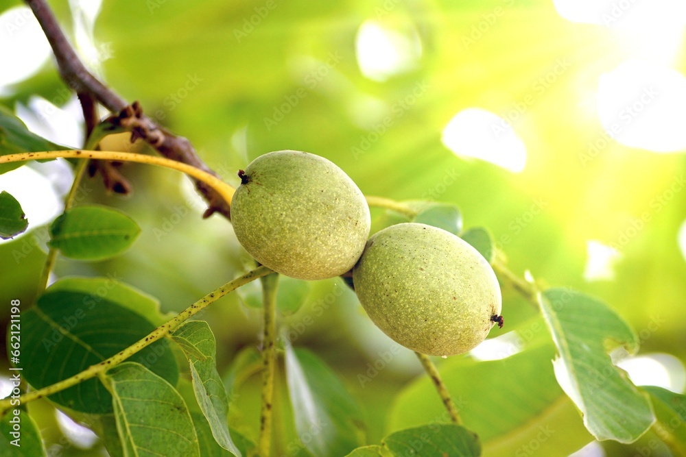 two still unripe, green fruits on a walnut tree in close-up