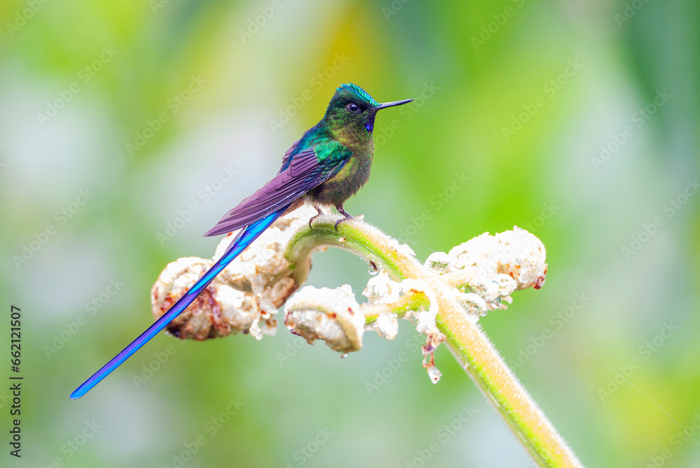 Fototapeta premium Violet-tailed Sylph, Aglaiocercus coelestis coelestis