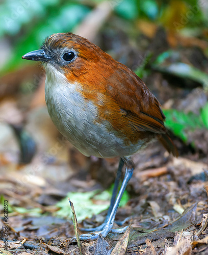 White-bellied Antpitta, Grallaria hypoleuca castanea photo