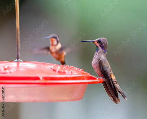 Brown Violetear, Colibri delphinae photo