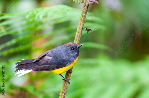 Slate-throated Redstart, Myioborus miniatus verticalis photo