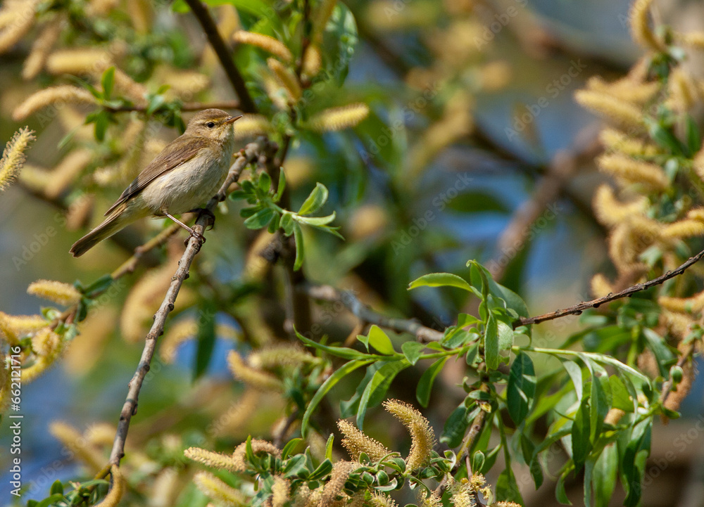 Iberian Chiffchaff, Phylloscopus ibericus
