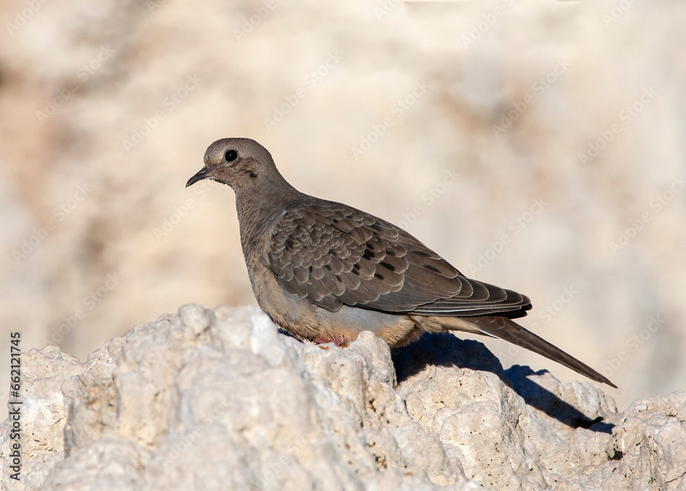 Fototapeta premium Mourning Dove, Zenaida macroura