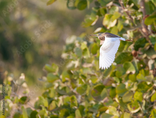 Indian Pond Heron, Ardeola grayii photo
