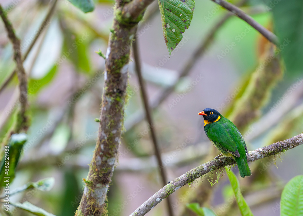 Orange-breasted Fruiteater, Pipreola jucunda Orange-breasted Fruiteater, Pipreola jucunda