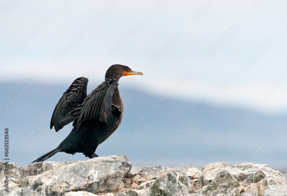 Obraz premium Farallon Double-crested Cormorant, Phalacrocorax auritus albociliatus
