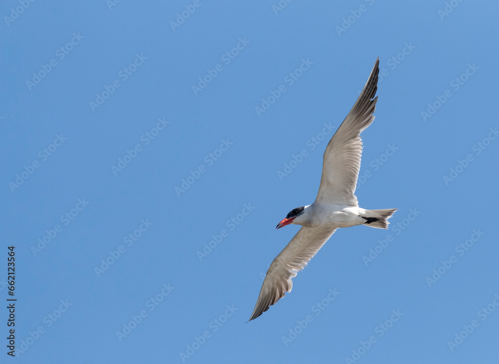 Caspian Tern, Hydroprogne caspia