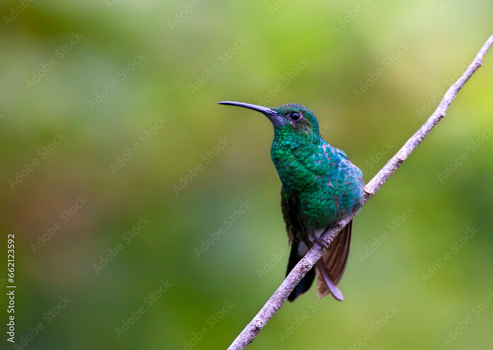 White-vented Plumeleteer, Chalybura buffonii White-vented Plumeleteer, Chalybura buffonii