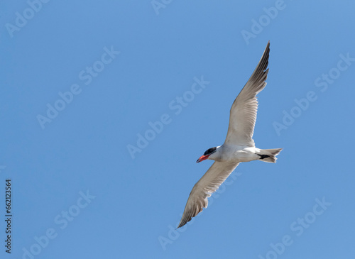 Obraz na płótnie Caspian Tern, Hydroprogne caspia w salonie