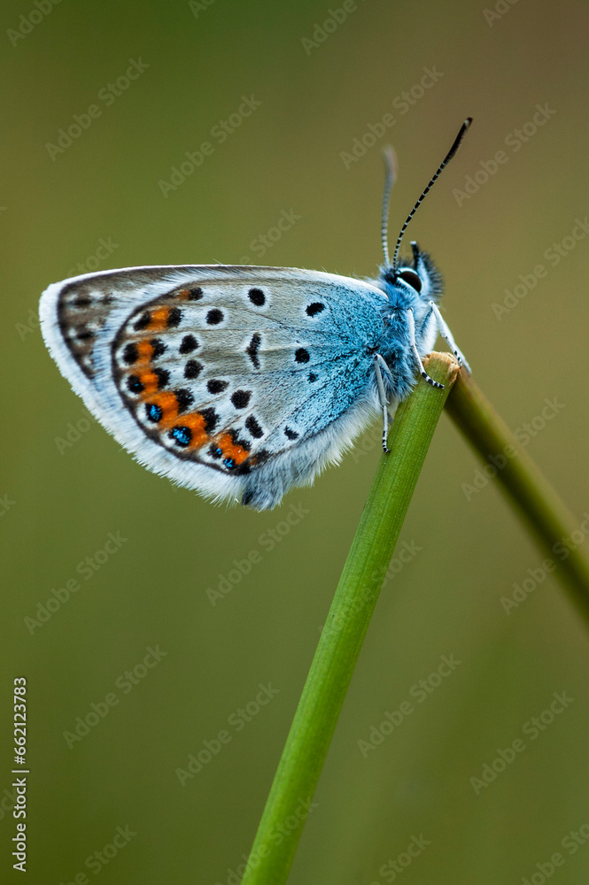 Obraz premium Silver-studded Blue, Plebejus aragus