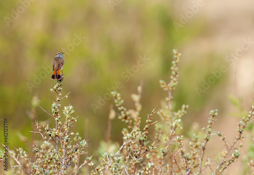 White-spotted bluethroat, Luscinia svecica cyanecula photo