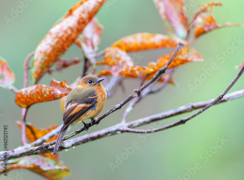 Cinnamon Flycatcher, Pyrrhomyias cinnamomeus pyrrhopterus photo