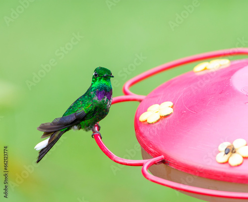 Purple-bibbed Whitetip, Urosticte benjamini photo