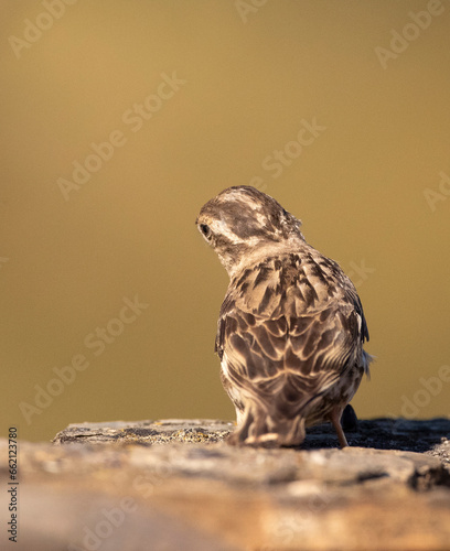 Rock Sparrow, Petronia petronia petronia photo