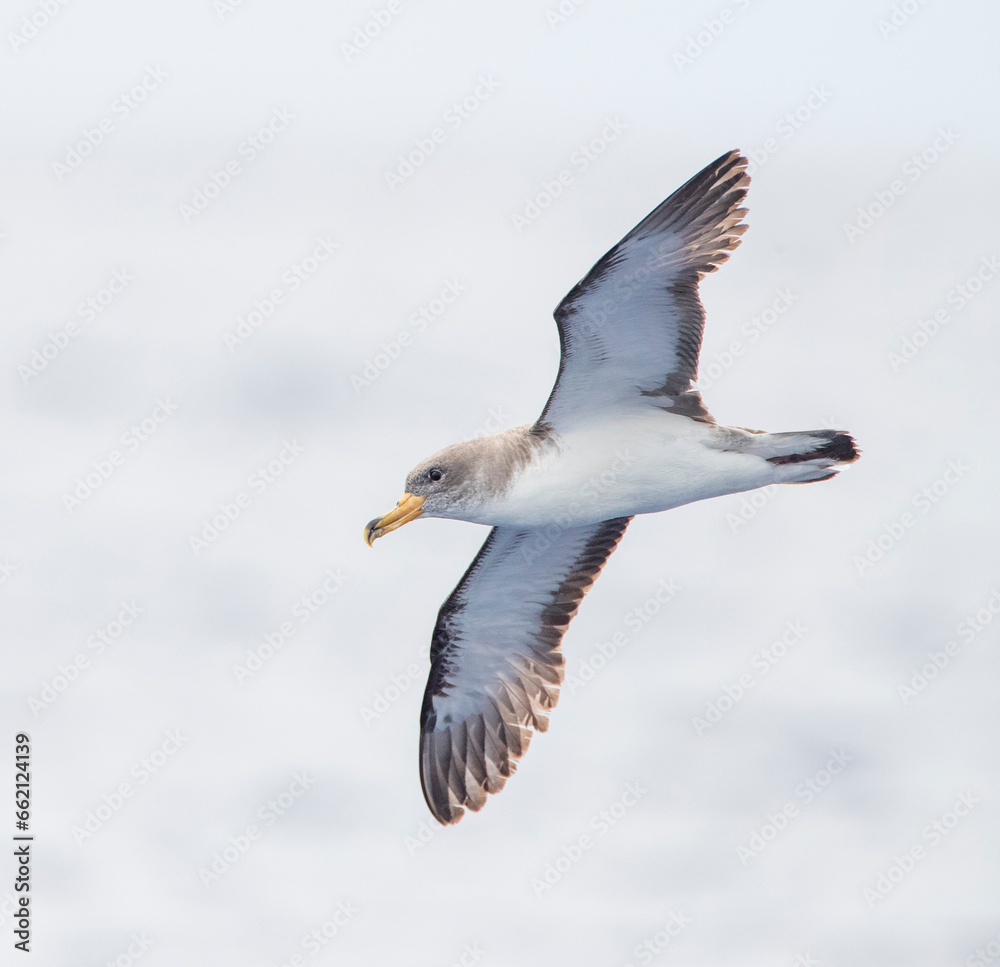 Cory's Shearwater, Calonectris borealis Cory's Shearwater, Calonectris borealis