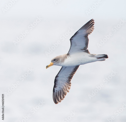 Cory's Shearwater, Calonectris borealis