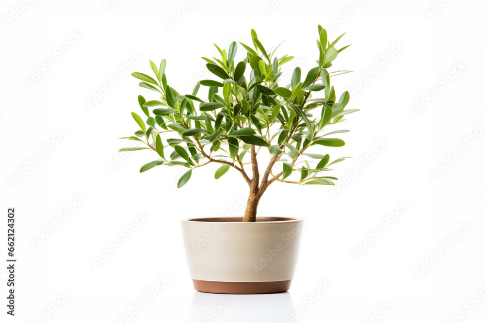 Small olive tree in a pot isolated on white background Small olive tree in a pot isolated on white background