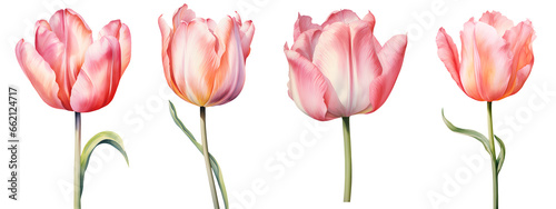 set of beautiful tulip flowers, isolated over a transparent background, cut-out floral, perfume / essential oil, romantic wildflower or garden design elements PNG collection