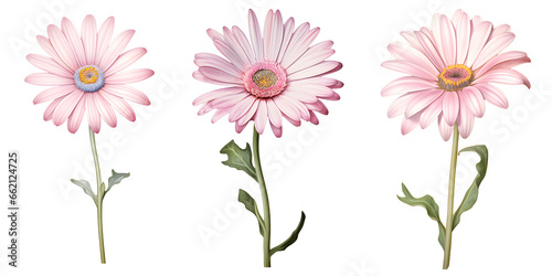 set of beautiful Transvaal daisy flowers, isolated over a transparent background, cut-out floral, perfume / essential oil, romantic wildflower or garden design elements PNG collection