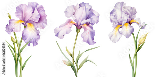 set of beautiful iris flowers, isolated over a transparent background, cut-out floral, perfume / essential oil, romantic wildflower or garden design elements PNG collection photo