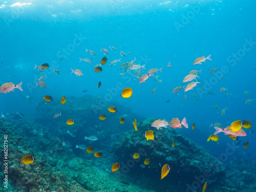                                                                                                                                                                                                                                           2023   10   7                    A school of the Beautiful Whitesaddle goatfish and Oriental ButterflyFish and others.   HIRIZO Beach  N