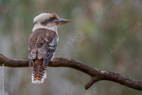 Laughing Kookaburra (Dacelo novaeguineae)
