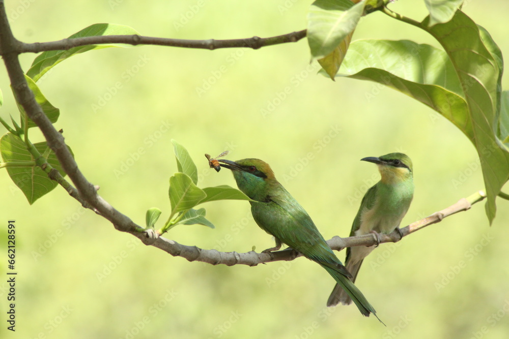 Green Bee Eater with Catch Green Bee Eater with Catch