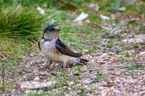 Tree Martin (Petrochelidon nigricans)  photo