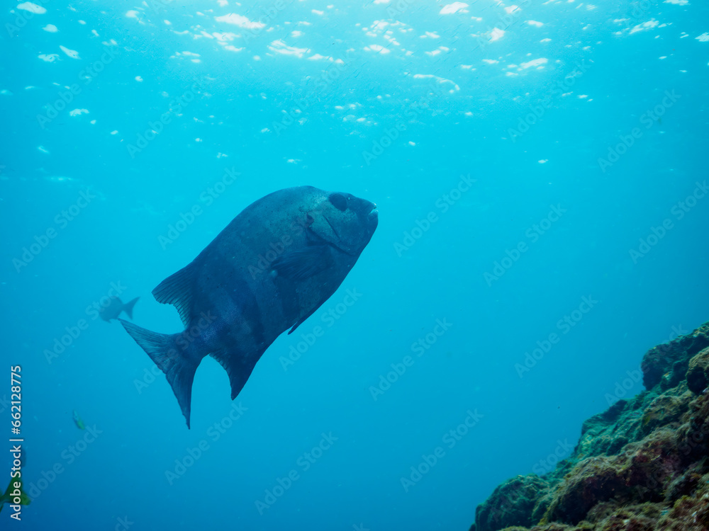ヒリゾ浜の美しく大きなイシダイ（イシダイ科）。

静岡県伊豆半島賀茂郡南伊豆町中木から渡し船で渡るヒリゾ浜にて。
2023年10月7日水中撮影。

The Beautiful large Knifejaw.

HIRIZO Beach, Nakagi, South IZU, Kamo-gun, Izu Peninsula, Shizuoka, Japan,
Photo Taken October 