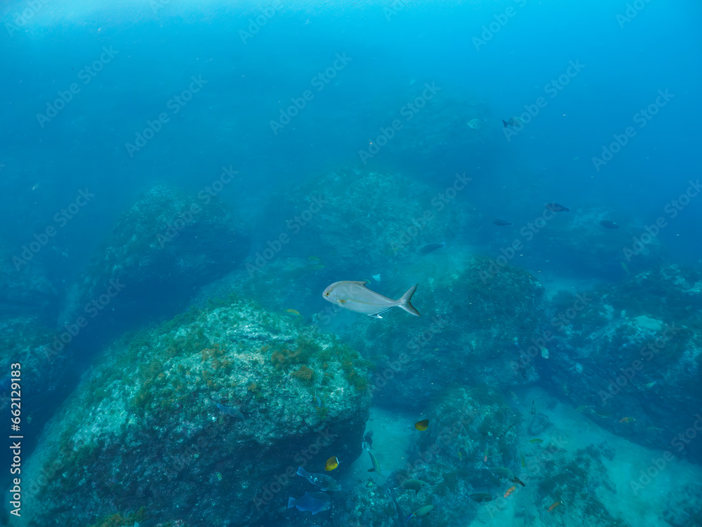 Fototapeta premium 大根島のダイナミックなカンパチ（アジ科）、アオブダイ（ブダイ科）、チョウチョウウオ（チョウチョウウオ科）他の群れ。静岡県伊豆半島賀茂郡南伊豆町中木から渡し船で渡るヒリゾ浜にて。 2023年10月9日水中撮影。The dynamic Greater Amberjack and Knobsnout Parrotfish and Oriental ButterflyFish at Ohne I